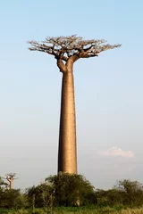 Deurstickers Baobab baobab boom