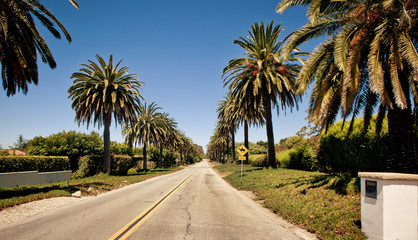 Obraz na płótnie Canvas Palm road in Santa Barbara