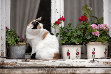 Spotted cat on a window
