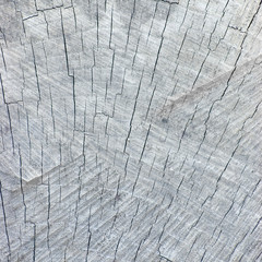 Large Natural Weathered Grey Tree Stump Cut Texture Background