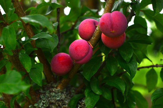 Fruits - Plum Tree