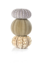 Three beautiful sea urchins balancing on a white background.