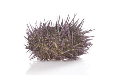 Prickly sea urchin isolated on a white background.