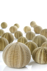 Beautiful sea urchins on a white background.