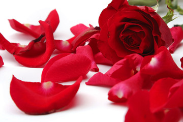 Fototapeta premium close up of rose petals on white background