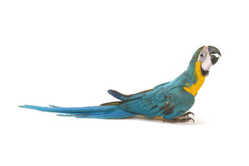 Blue and Gold Macaw on a white background.
