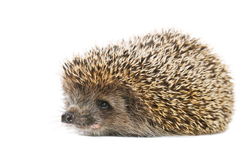 Hedgehog