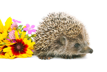 Hedgehog with flowers