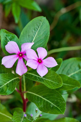 purple periwinkle flowers