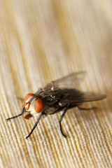 insect fly macro on curtain