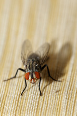 insect fly macro on curtain