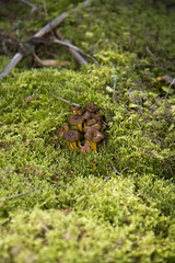 Chanterelles