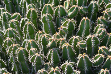 cactus closeup view