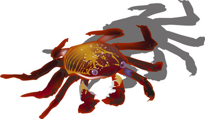 crab with shadow isolated on white