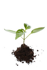 Young plant