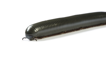 Giant rainforest millipede on white. Focus on the head.
