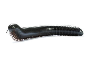 Giant rainforest millipede on white. Focus on the lifted head.