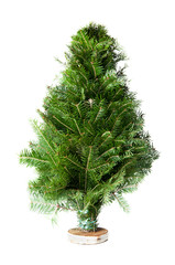 green fir-tree