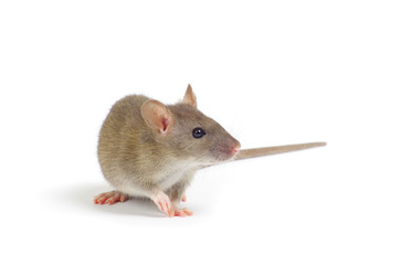 rat