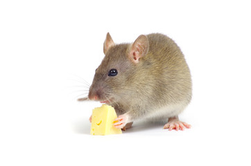 rat