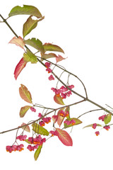 spindle tree