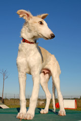 Obraz premium chiot barzoi