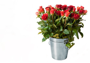 Bunch of red roses