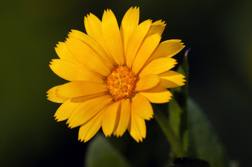 Field Marigold  (Calendula arvensis)