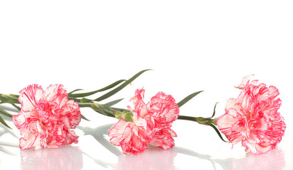 Fototapeta na wymiar Beautiful carnations isolated on white