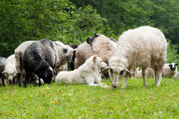 Fototapeta premium Sheep and shepherd dog on the grass in mountains.