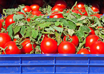 Box of ripe red tomatoes