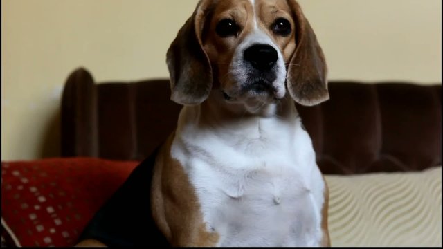 HD - Beagle