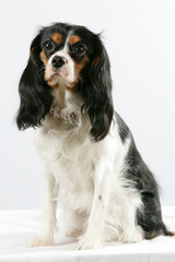 Cavalier