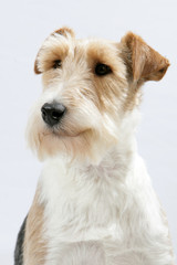Fox Terrier