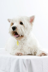 Westie