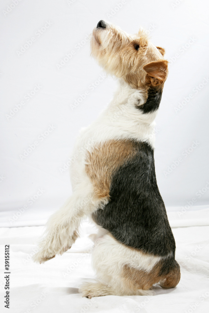 Wall mural Fox Terrier