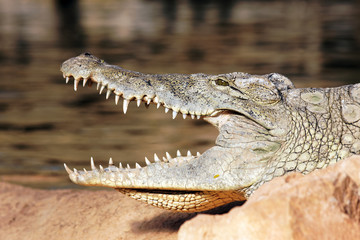 Kopf des Krokodils