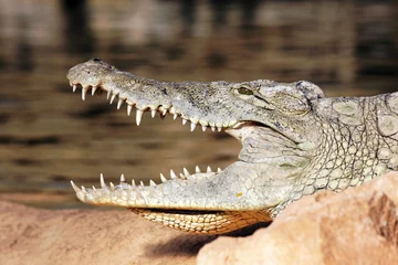 Papier Peint photo Lavable Crocodile tête de crocodile