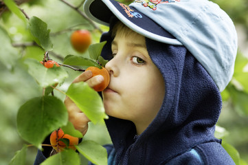 Little boy smelling an apricot © linkova