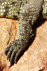 Obraz premium crocodile foot