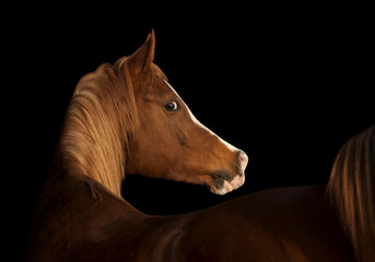 arab horse on black
