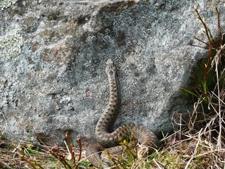 Kreuzotter, Vipera berus