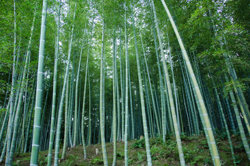 Bamboo forest