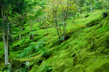 Moss on forest floor
