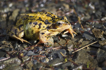 Common Frog on Track
