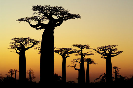 baobab sunset silhouette - Powered by Adobe