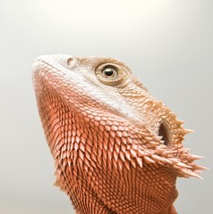 portrait of red bearded dragon