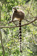 close-up of a ring-tailed lemur in natural habitat