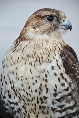 Red-tailed hawk
