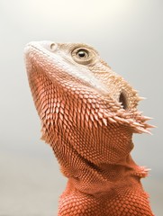 red bearded dragon looking at the sun